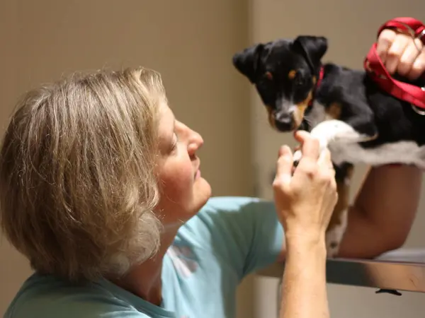 Medarbejder hos Byens Dyreklinik i Nakskov passer en hund under opvågning efter behandling.