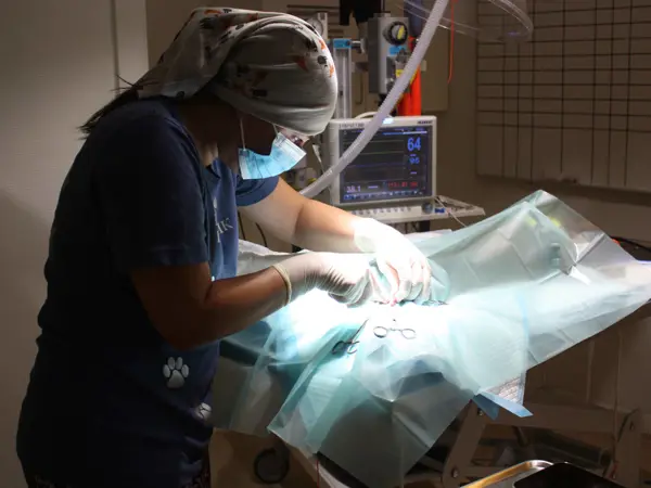 Dyrlæge udfører kastration i operationsstuen hos Byens Dyreklinik i Nakskov